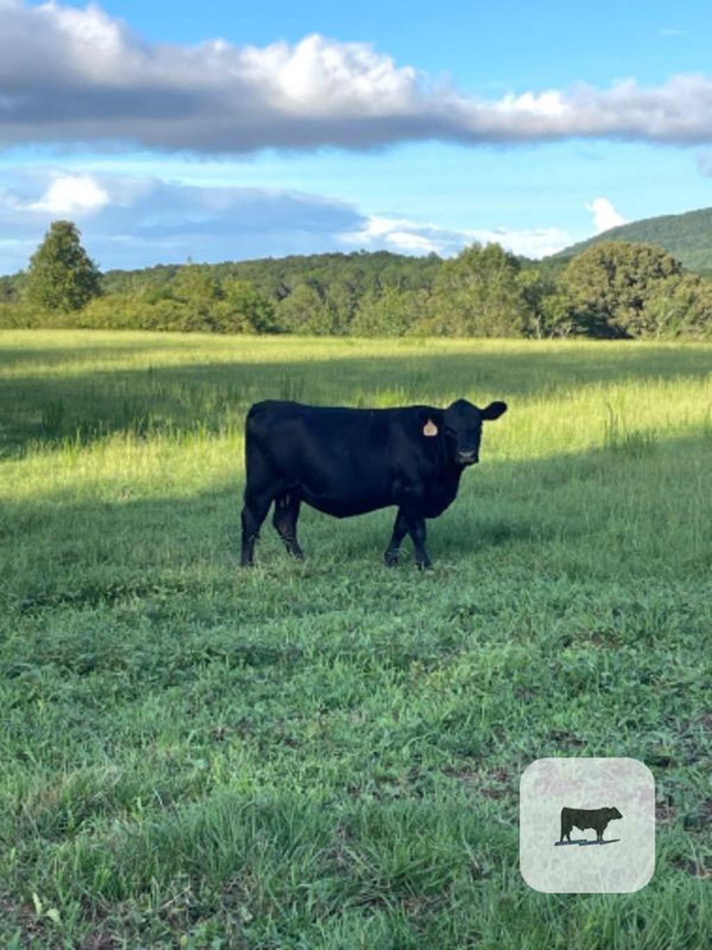 Cattle Range Listing Photo