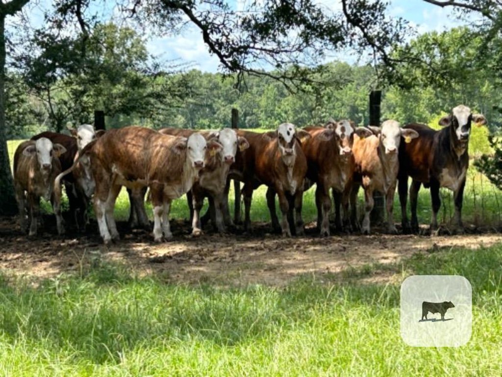 Cattle Range Listing Photo