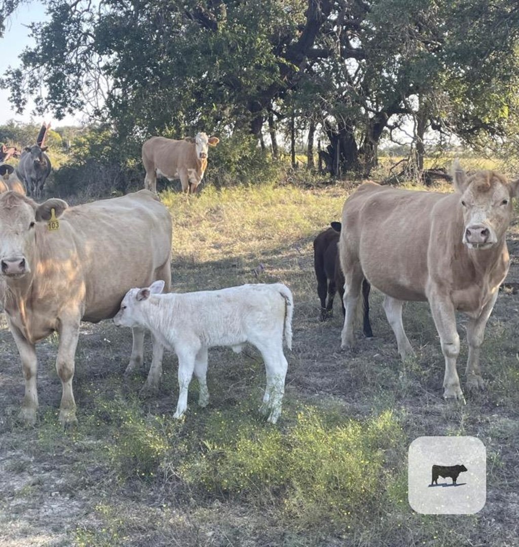 Cattle Range Listing Photo