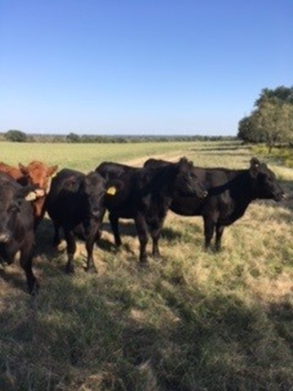 Cattle Range Listing Photo