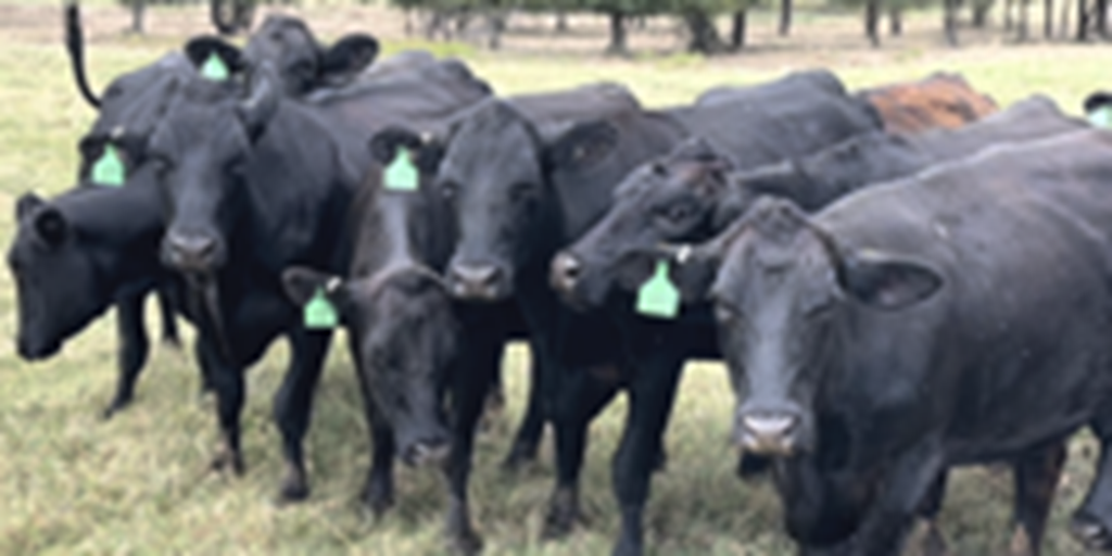 15 Angus/Wagyu Bred Heifers... Central TX