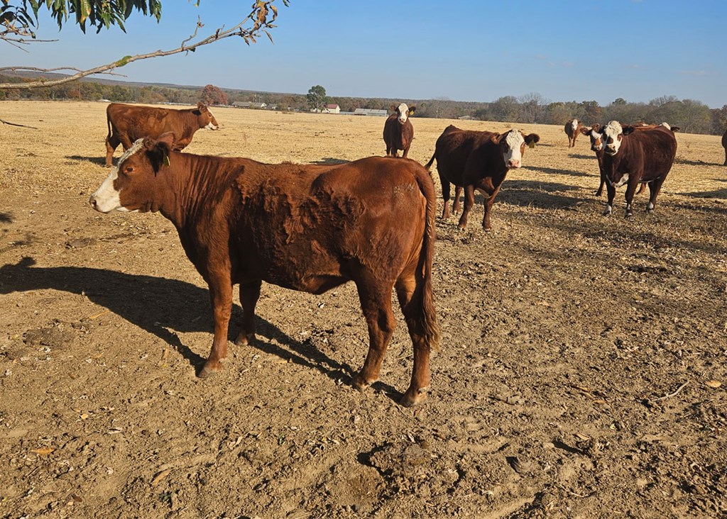 Cattle Range Listing Photo