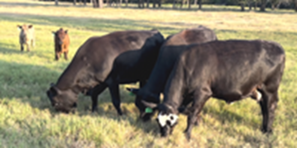 3 Angus 1st-Calf Pairs... Central TX