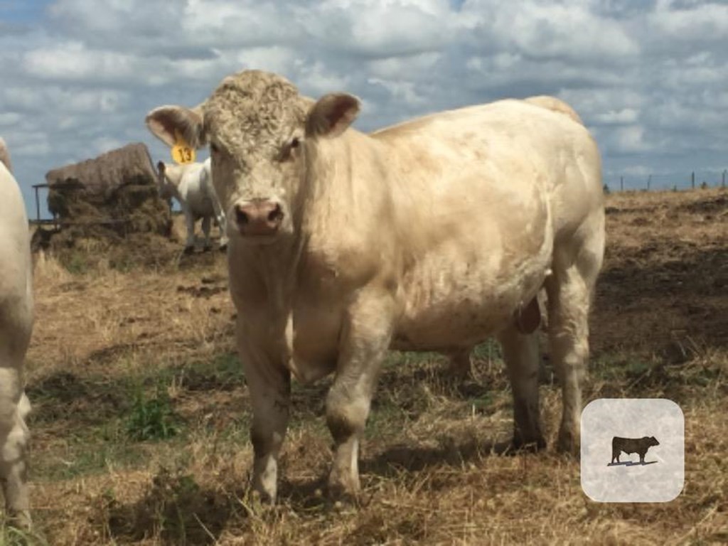 Cattle Range Listing Photo