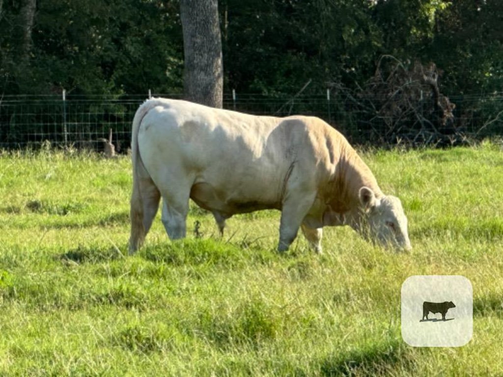 Cattle Range Listing Photo