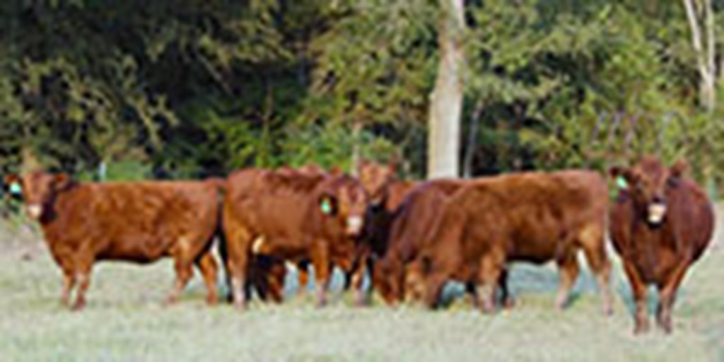 8 Red Angus Bred Heifers... Central TX