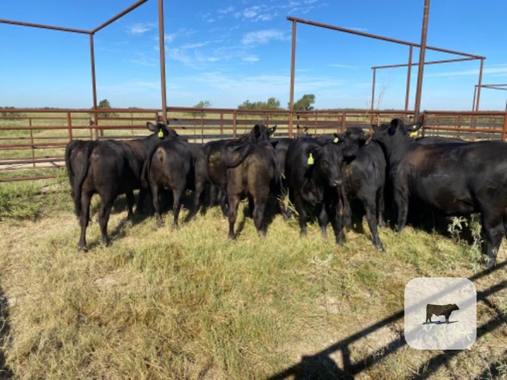 Cattle Range Listing Photo