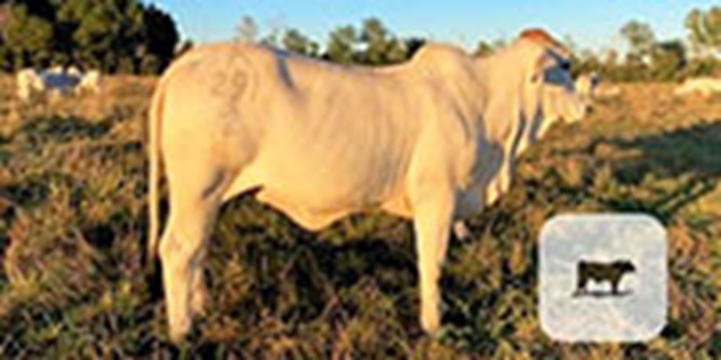 1 Reg. Brahman Rep. Heifer... Southwest LA