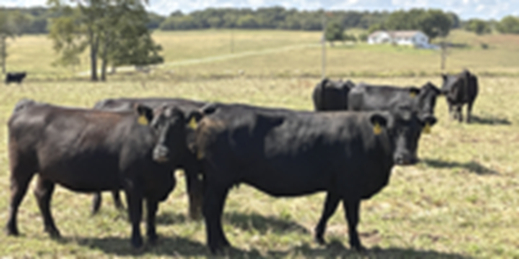 43 Angus & BMF Cows... Southwest MO