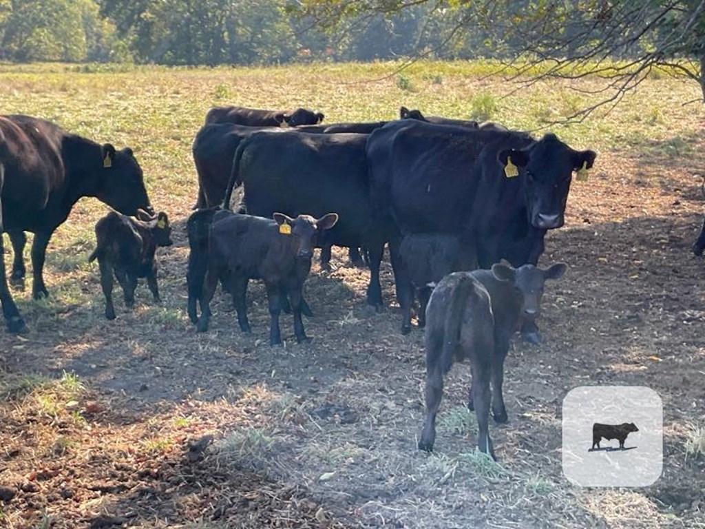 Cattle Range Listing Photo