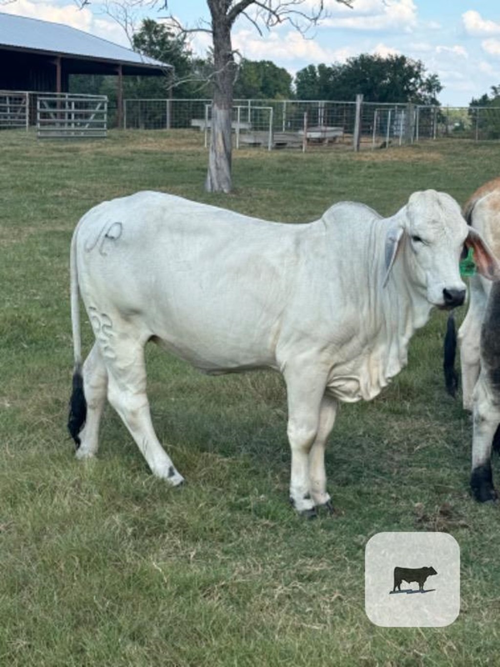 Cattle Range Listing Photo