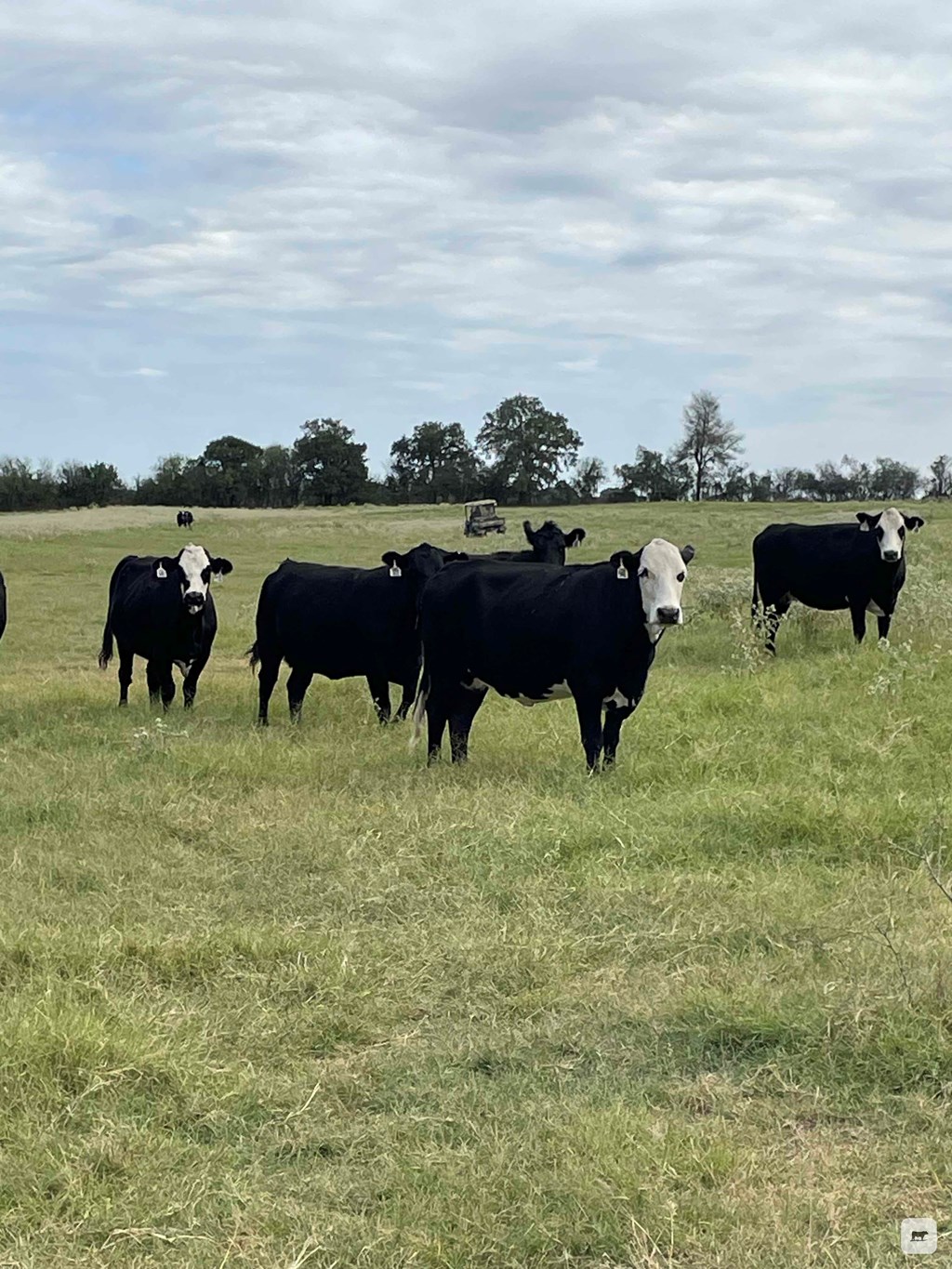 Cattle Range Listing Photo