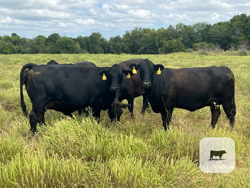 Cattle Range Listing Photo