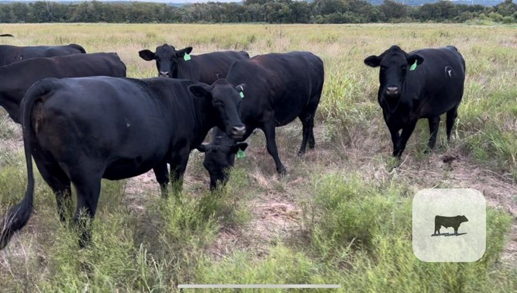 Cattle Range Listing Photo