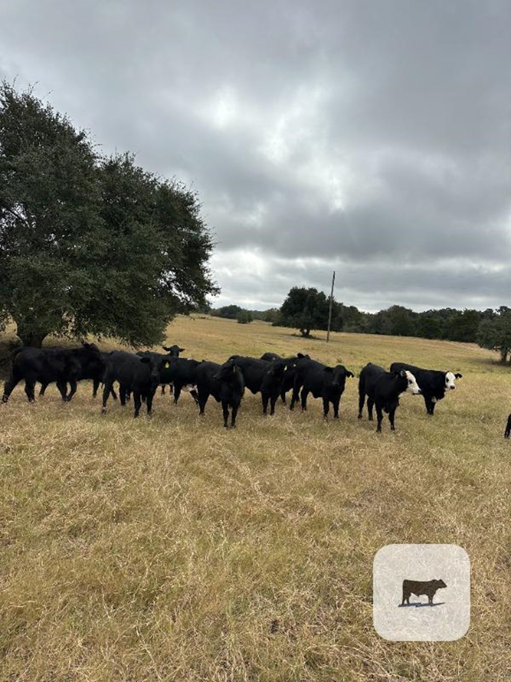 Cattle Range Listing Photo