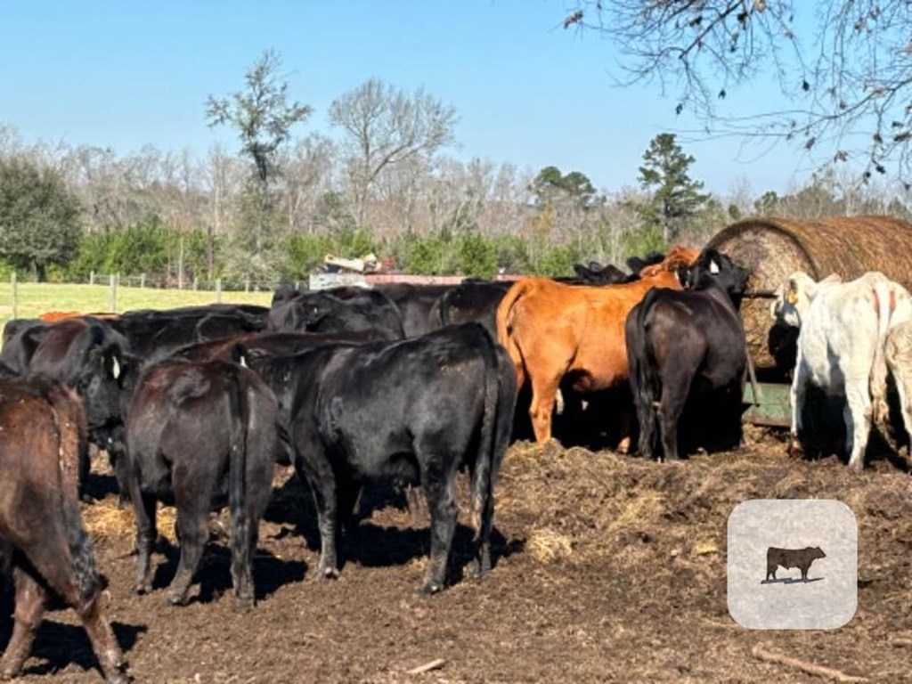 Cattle Range Listing Photo