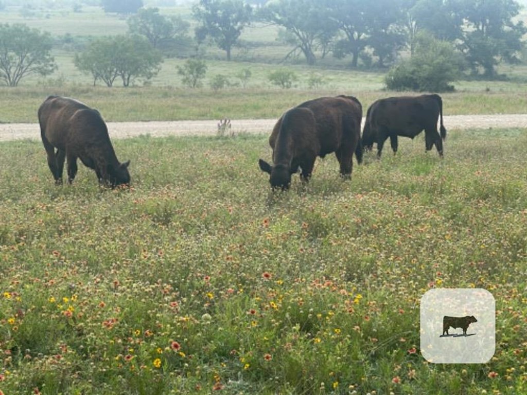 Cattle Range Listing Photo