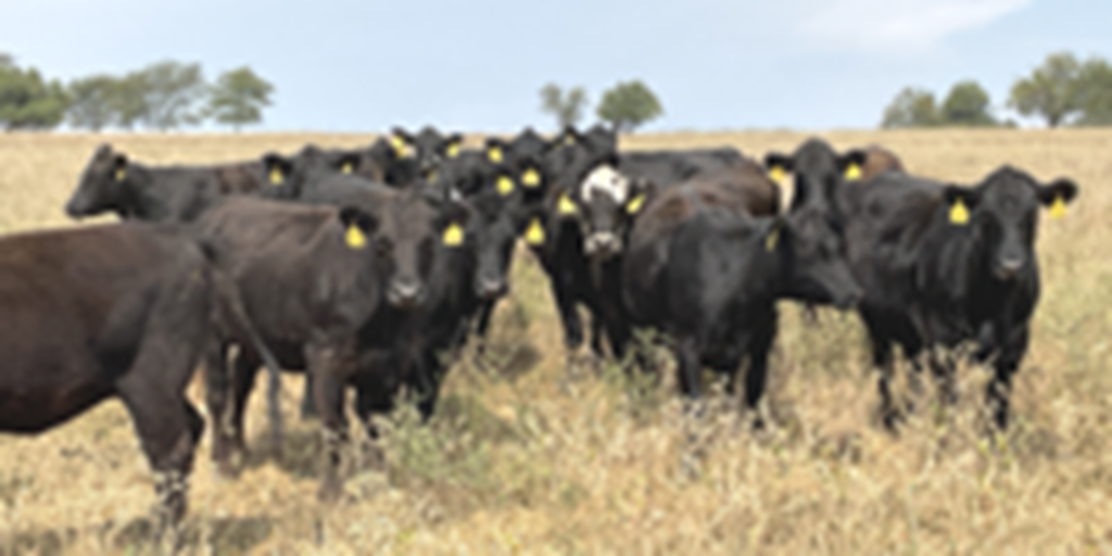 44 Angus & BWF Bred Heifers... Southwest MO