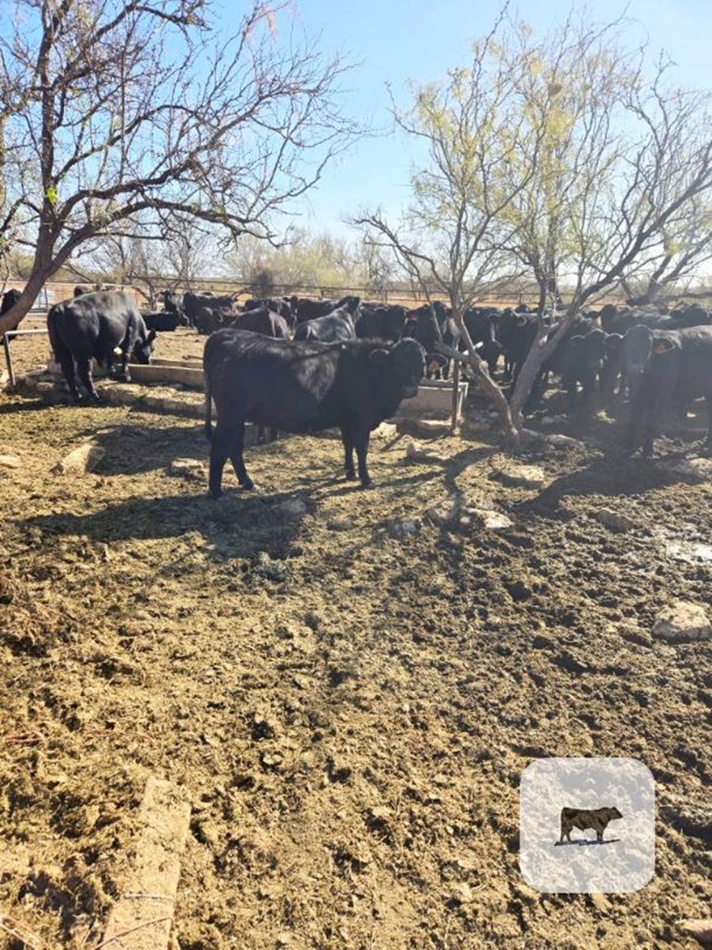 Cattle Range Listing Photo