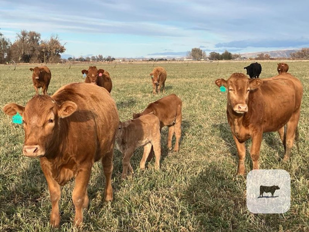 Cattle Range Listing Photo