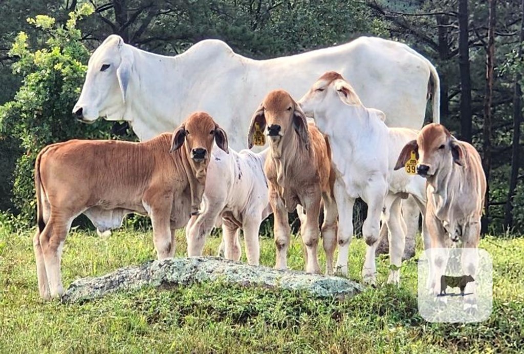 Cattle Range Listing Photo