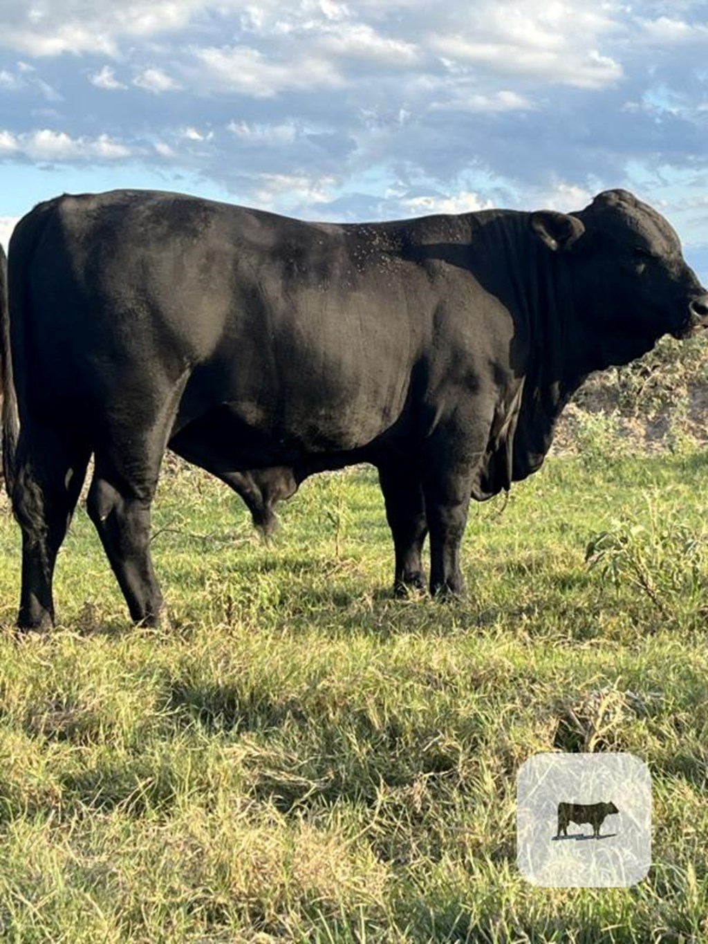 Cattle Range Listing Photo