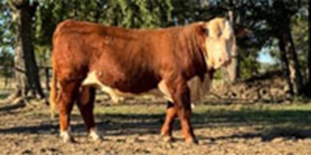 2 Reg. Hereford Bulls... Northeast TX