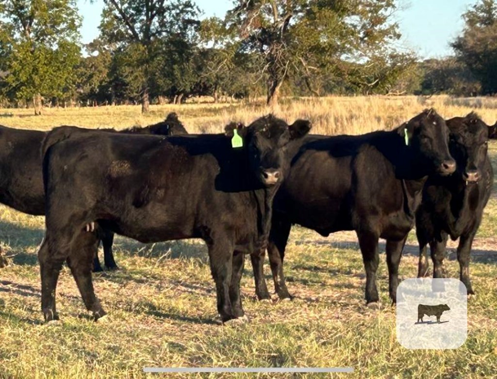 Cattle Range Listing Photo