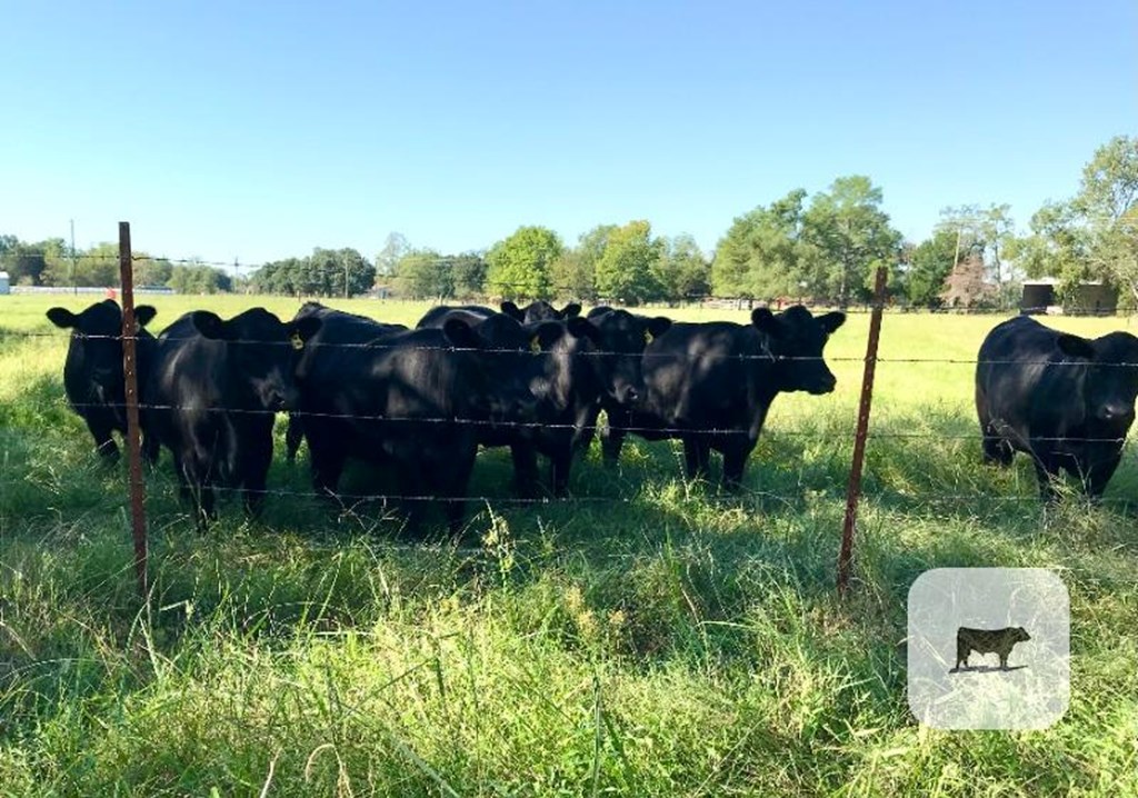 Cattle Range Listing Photo