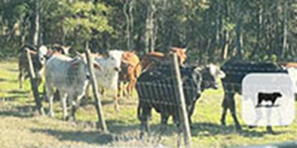 15 Brahman Cross Rep. Heifers... Northern FL