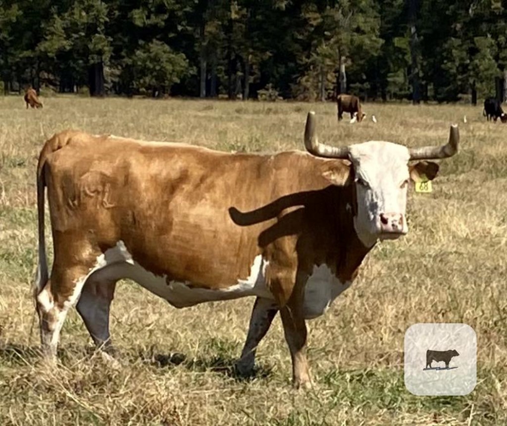 Cattle Range Listing Photo