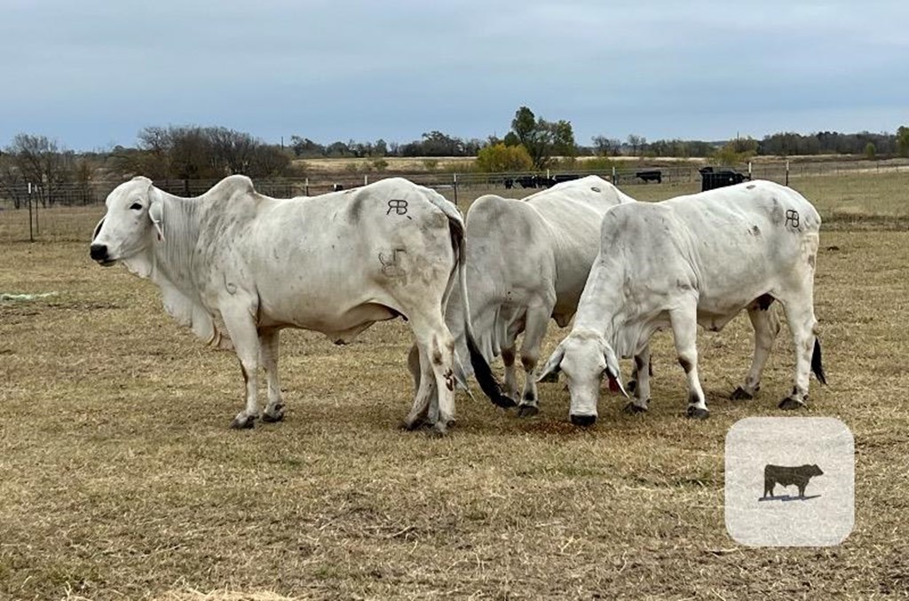 Cattle Range Listing Photo