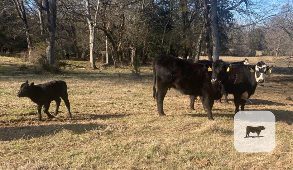 Cattle Range Listing Photo