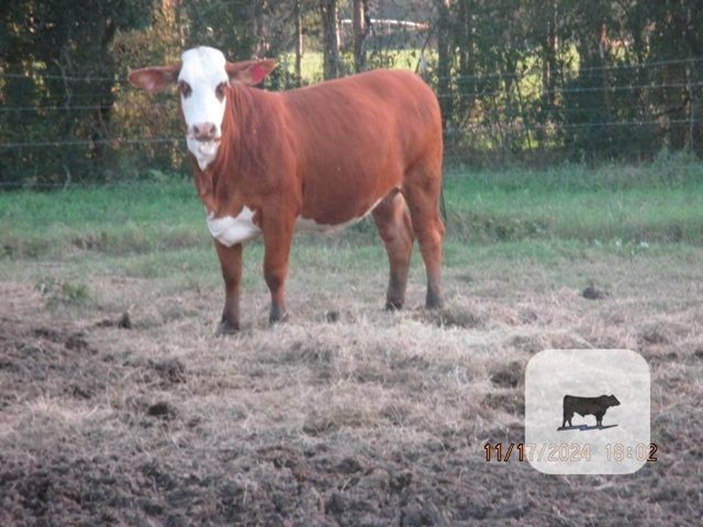 Cattle Range Listing Photo