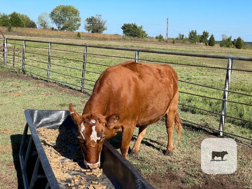 Cattle Range Listing Photo