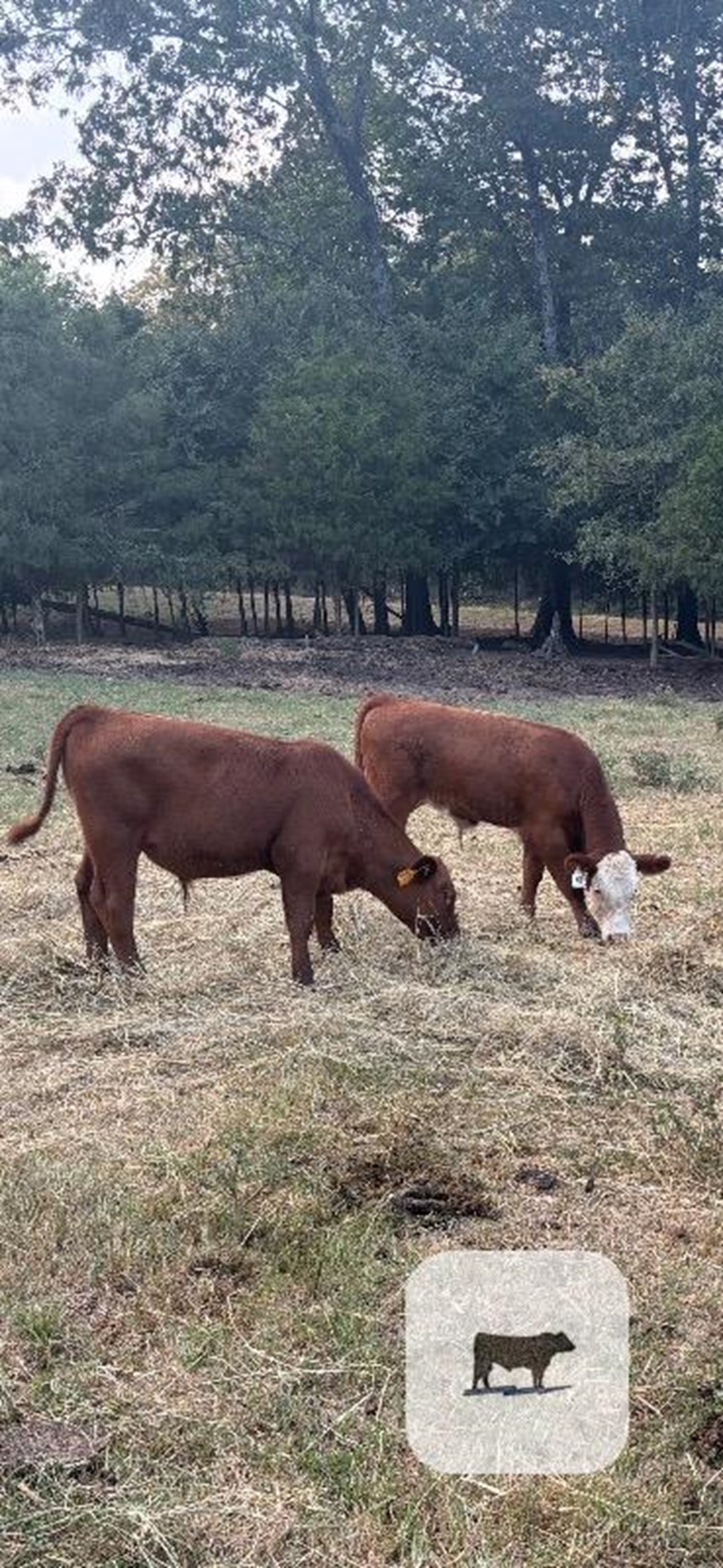 Cattle Range Listing Photo