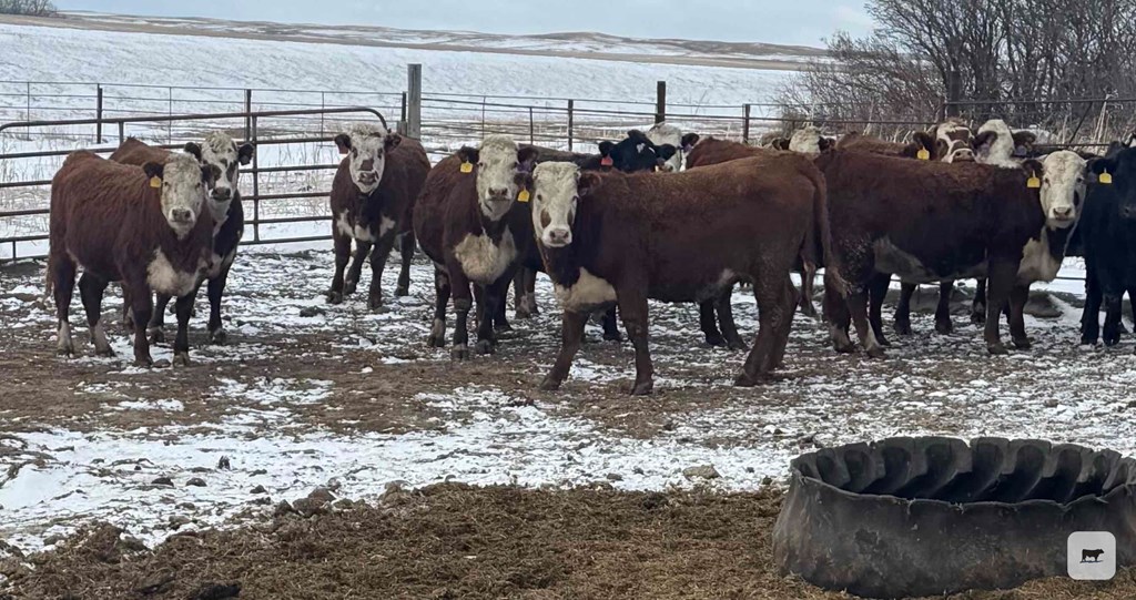 Cattle Range Listing Photo