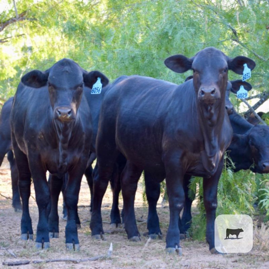 Cattle Range Listing Photo