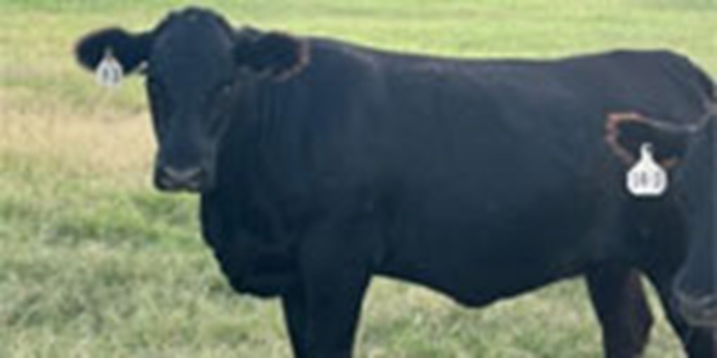 25 Angus Bred Heifers... North TX