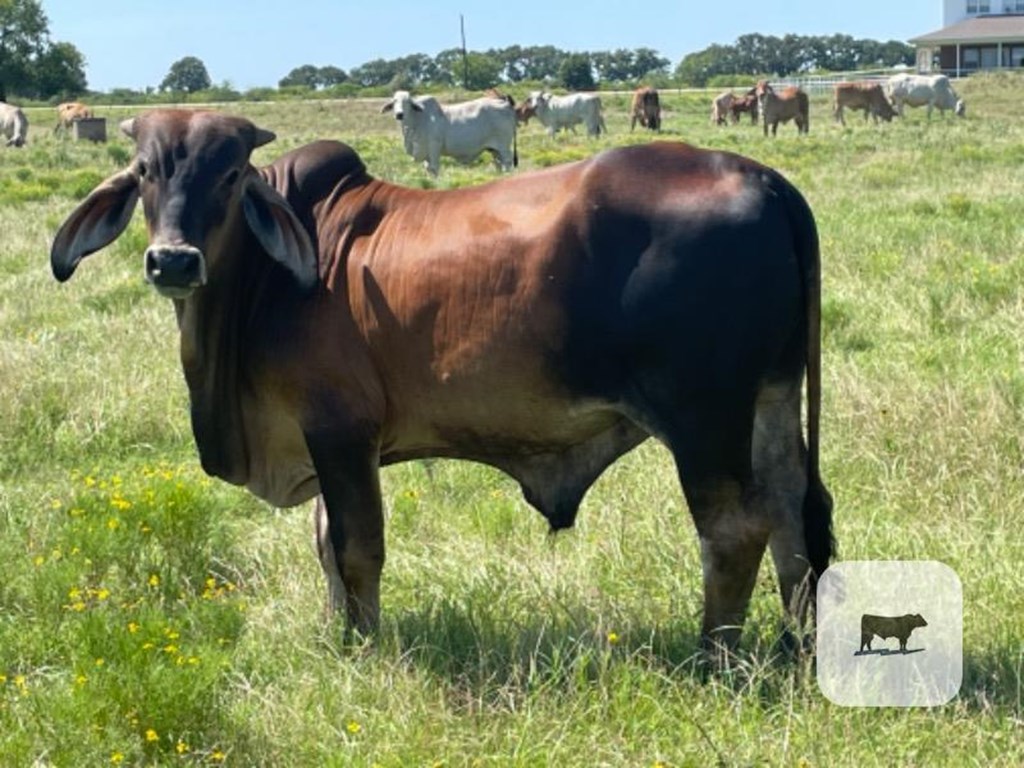 Cattle Range Listing Photo