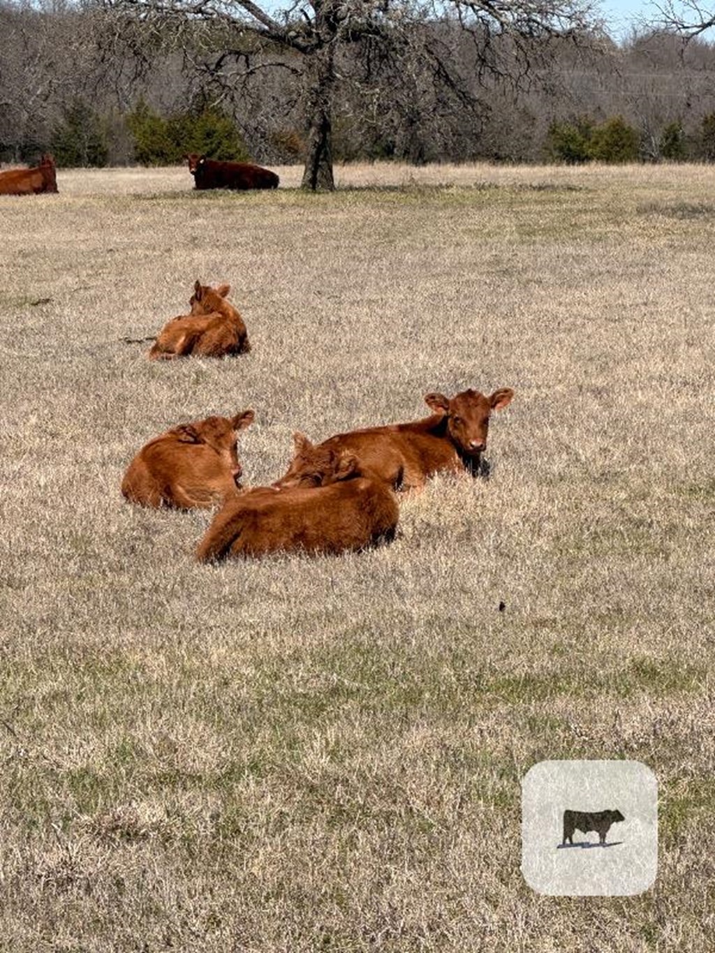 4 Red Angus 1st-calf Pairs North Tx Cattle Range