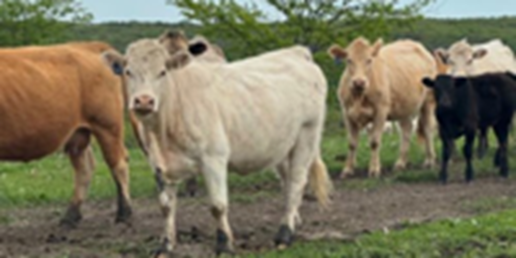 60 Charolais Cows w/ 50+ Calves... N. Central MO