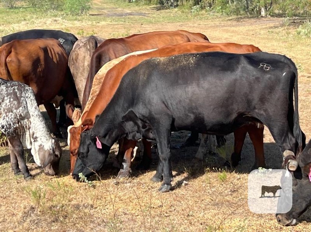 Cattle Range Listing Photo