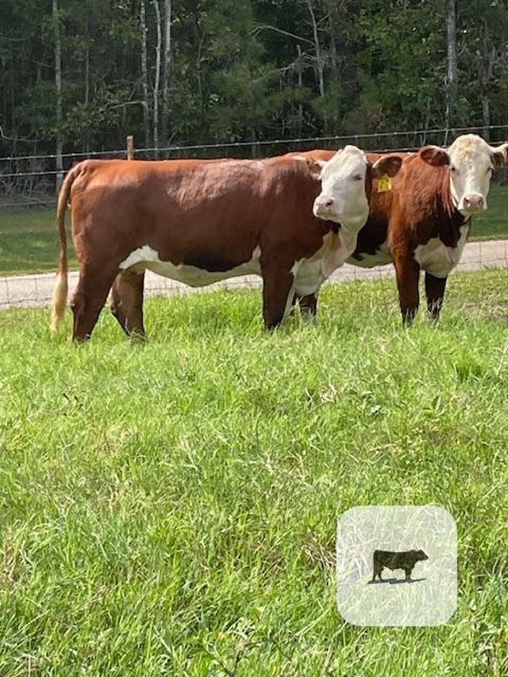 Cattle Range Listing Photo