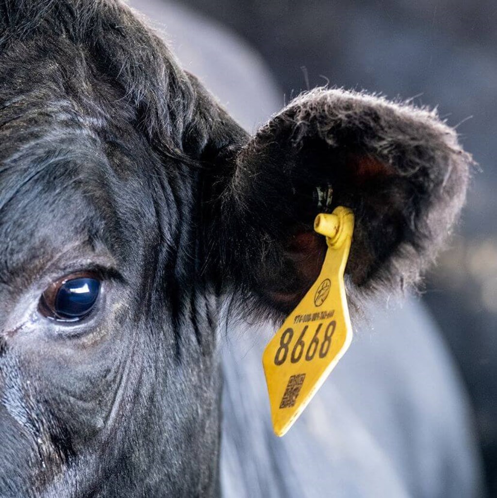 NCLA Sues to Stop USDA’s Illegal, Unnecessary Rule Mandating Electronic Eartags for Cattle and Bison