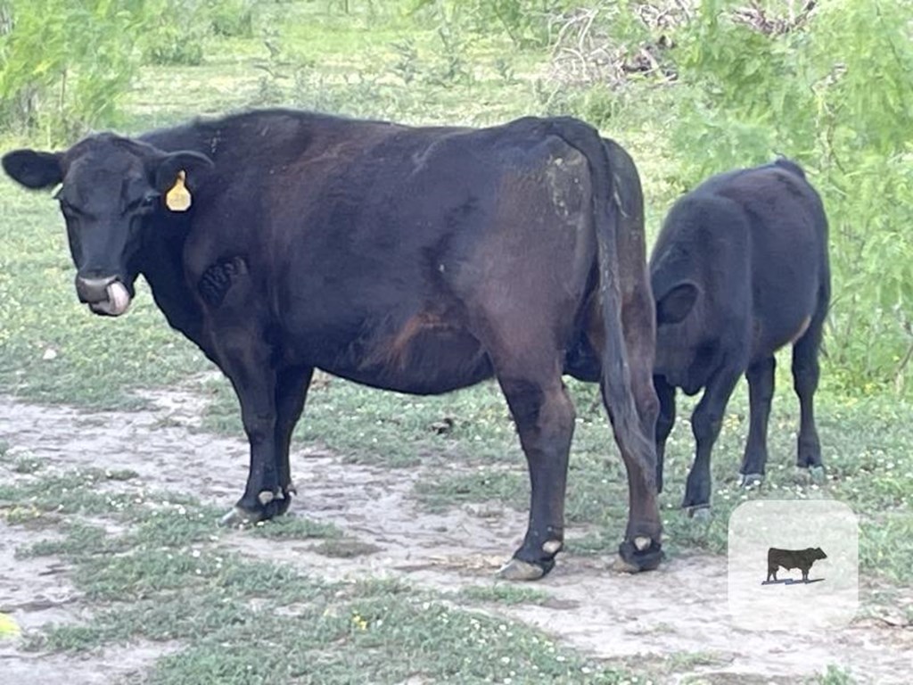 Cattle Range Listing Photo