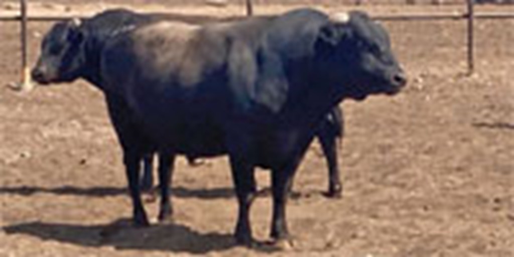 9 Wagyu Bulls... TX Panhandle