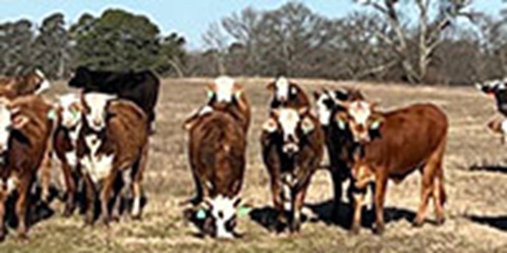 25 F1 Braford/Tigerstripe Bred Heifers... Southeast OK