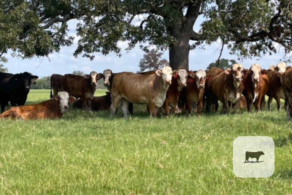 Cattle Range Listing Photo