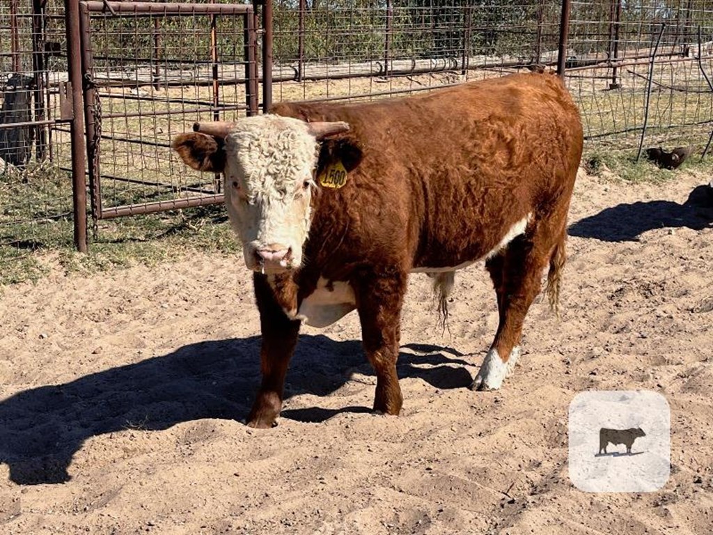 Cattle Range Listing Photo